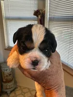 Tex, a male Cavalier King Charles Spaniel for sale in Durham, CA – Photo 1 of 2