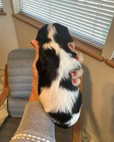 Tex, a male Cavalier King Charles Spaniel for sale in Durham, CA – Photo 2 of 2