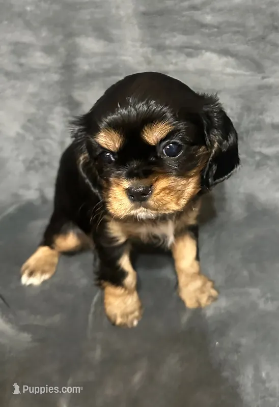 Mabel's Black and Tan Lil Girl