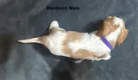 Peach's Blenheim Male Puppy, a male Cavalier King Charles Spaniel for sale in Durham, CA – Photo 3 of 3