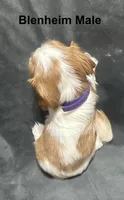 Peach's Blenheim Male Puppy, a male Cavalier King Charles Spaniel for sale in Durham, CA – Photo 2 of 3