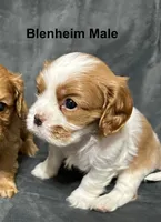 Peach's Blenheim Male Puppy, a male Cavalier King Charles Spaniel for sale in Durham, CA – Photo 1 of 3