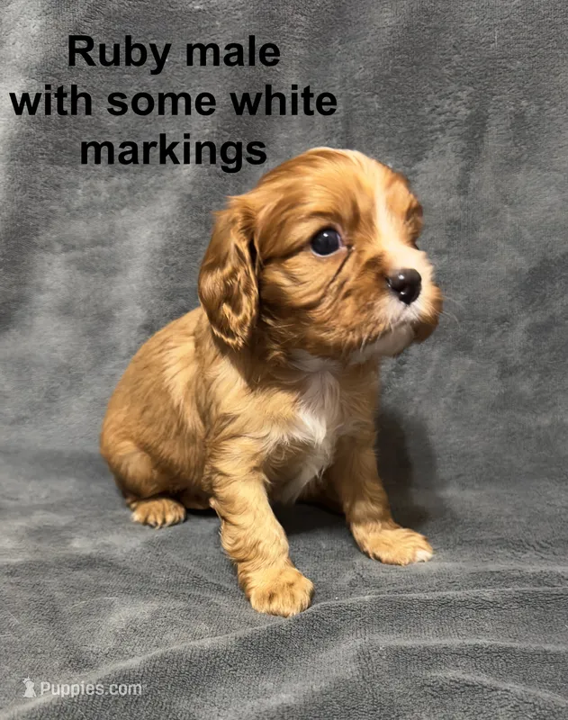 Mabel's Handsome Ruby Boy