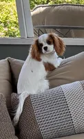 Sunny Girl, a female Cavalier King Charles Spaniel for sale in Durham, CA – Photo 1 of 5
