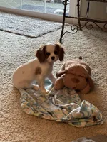 Sunny Girl, a female Cavalier King Charles Spaniel for sale in Durham, CA – Photo 3 of 5