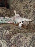 Sunny Girl, a female Cavalier King Charles Spaniel for sale in Durham, CA – Photo 5 of 5