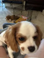 Sunny Girl, a female Cavalier King Charles Spaniel for sale in Durham, CA – Photo 4 of 5