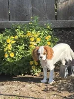 Sunny Girl, a female Cavalier King Charles Spaniel for sale in Durham, CA – Photo 2 of 5