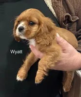 Wyatt, a male Cavalier King Charles Spaniel for sale in Durham, CA – Photo 2 of 3