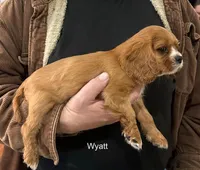 Wyatt, a male Cavalier King Charles Spaniel for sale in Durham, CA – Photo 3 of 3