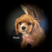 Wyatt, a male Cavalier King Charles Spaniel for sale in Durham, CA – Photo 1 of 3