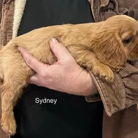 Sydney, a male Cavalier King Charles Spaniel for sale in Durham, CA – Photo 2 of 2