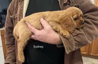 Sydney, a male Cavalier King Charles Spaniel for sale in Durham, CA – Photo 2 of 2