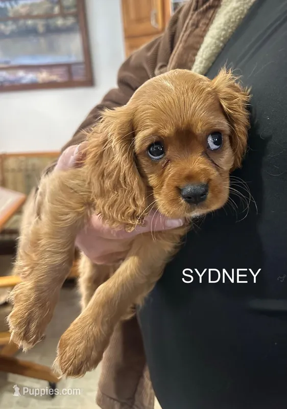 Sydney, a male Cavalier King Charles Spaniel for sale in Durham, CA – Photo 1 of 2