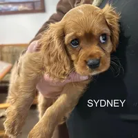 Sydney, a male Cavalier King Charles Spaniel for sale in Durham, CA – Photo 1 of 2