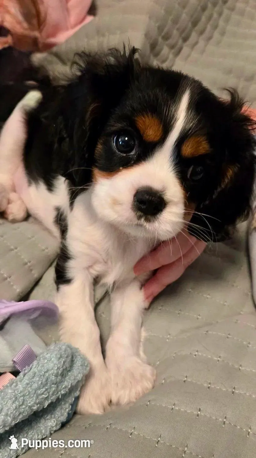 Daisy - Tri Colored Chocolate Carrier Female Cavalier – Cavalier King Charles Spaniel puppy for sale in Durham, CA