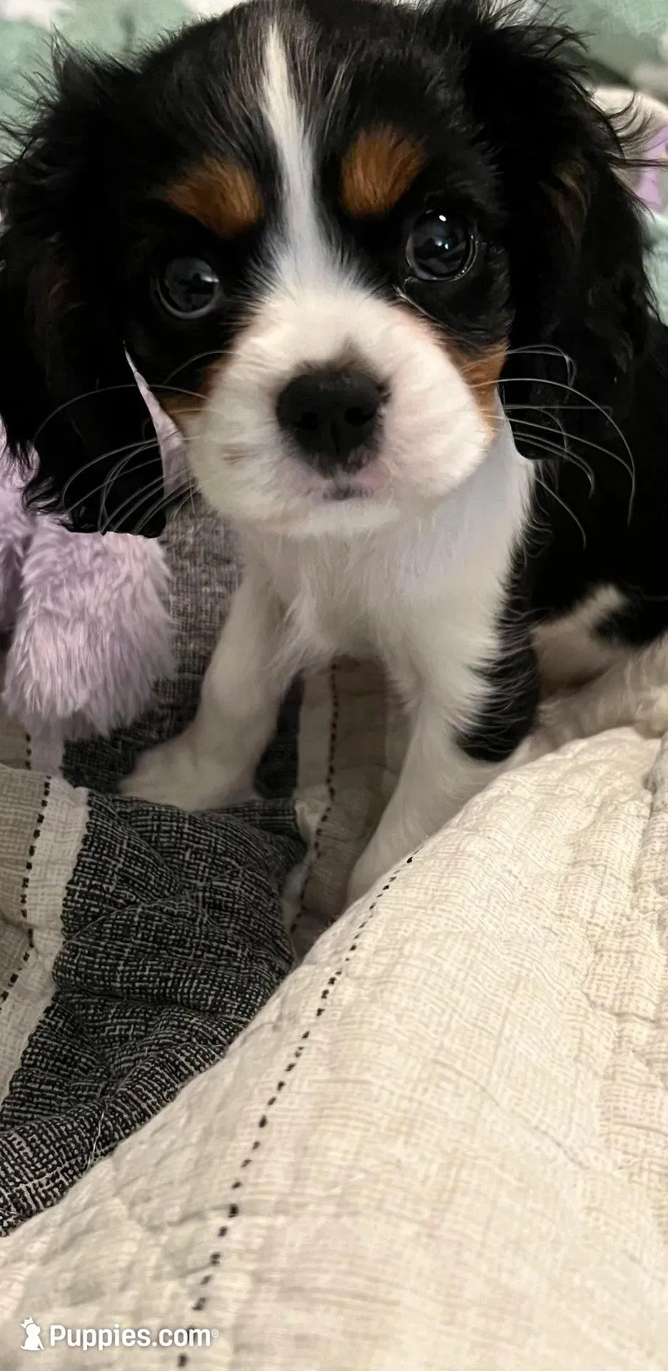 Daisy - Tri Colored Chocolate Carrier Female Cavalier, a female Cavalier King Charles Spaniel for sale in Durham, CA – Photo 2 of 2