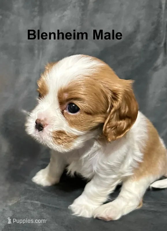 Marshall, a male Cavalier King Charles Spaniel for sale in Durham, CA – Photo 1 of 1