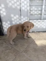 chunk, a male Golden Retriever for sale in Buena Park, CA – 4 of 5
