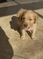 chunk, a male Golden Retriever for sale in Buena Park, CA – 3 of 5
