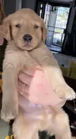 chunk, a male Golden Retriever for sale in Buena Park, CA – 2 of 5