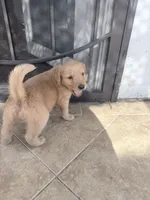 chunk, a male Golden Retriever for sale in Buena Park, CA – 5 of 5
