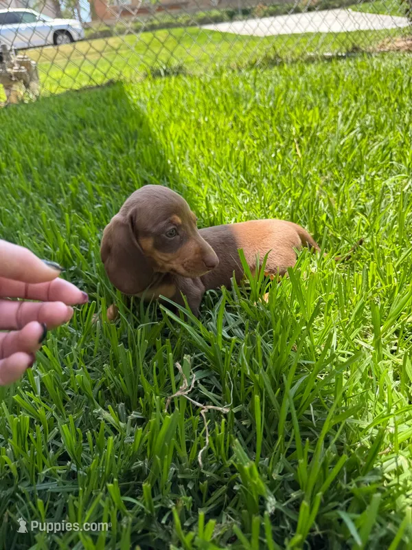 Female  – Miniature Dachshund puppy for sale in Corona, CA