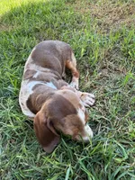 Dapple, a male Miniature Dachshund for sale in Corona, CA – 8 of 8