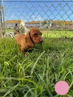 Second red nose , a female Miniature Dachshund for sale in Corona, CA – 6 of 6