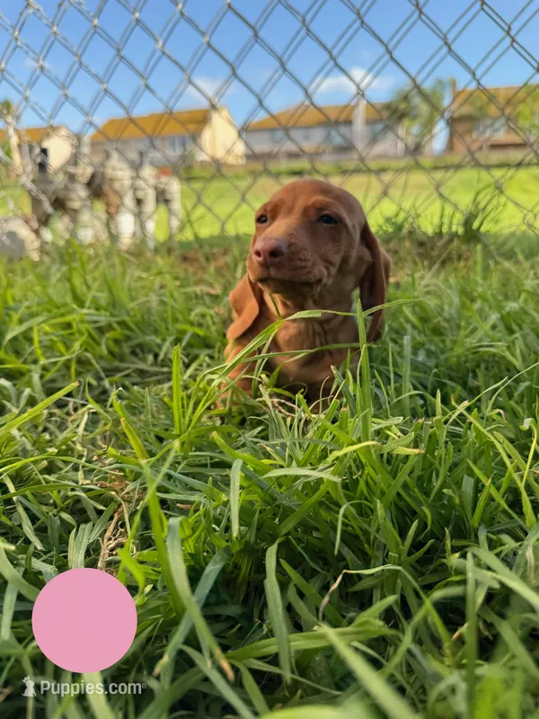 Second red nose  – Miniature Dachshund puppy for sale in Corona, CA