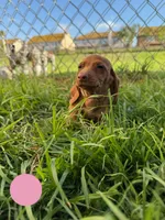 Second red nose , a female Miniature Dachshund for sale in Corona, CA – 1 of 6