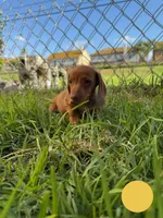 Red nose female , a female Miniature Dachshund for sale in Corona, CA – 5 of 5