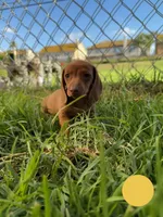 Red nose female , a female Miniature Dachshund for sale in Corona, CA – 3 of 5