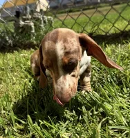 Dapple, a male Miniature Dachshund for sale in Corona, CA – 7 of 8