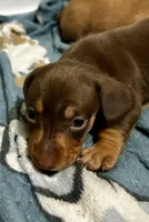 Female , a female Miniature Dachshund for sale in Corona, CA – Photo 1 of 5