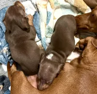 Female , a female Miniature Dachshund for sale in Corona, CA – Photo 3 of 5