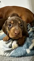 Female , a female Miniature Dachshund for sale in Corona, CA – Photo 2 of 5