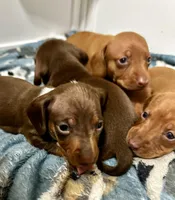 Female , a female Miniature Dachshund for sale in Corona, CA – Photo 4 of 5