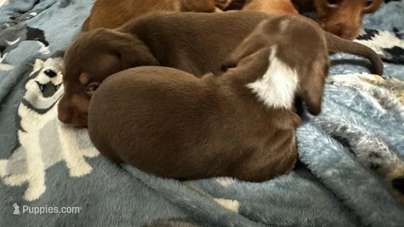 Red and white male  – Miniature Dachshund puppy for sale in Corona, CA