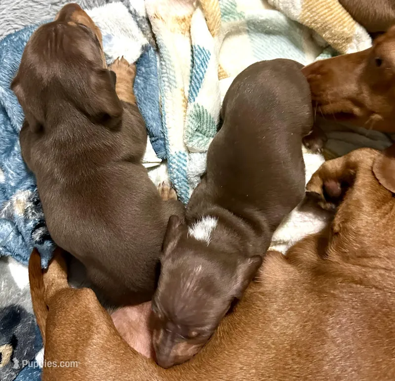 Red and white male , a male Miniature Dachshund for sale in Corona, CA – Photo 1 of 3