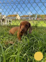 Red nose female , a female Miniature Dachshund for sale in Corona, CA – 4 of 5