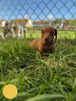 Red nose female , a female Miniature Dachshund for sale in Corona, CA – 2 of 5