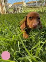 Second red nose , a female Miniature Dachshund for sale in Corona, CA – 5 of 6