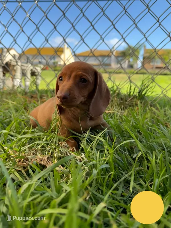 Red nose female  – Miniature Dachshund puppy for sale in Corona, CA
