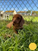 Red nose female , a female Miniature Dachshund for sale in Corona, CA – 1 of 5