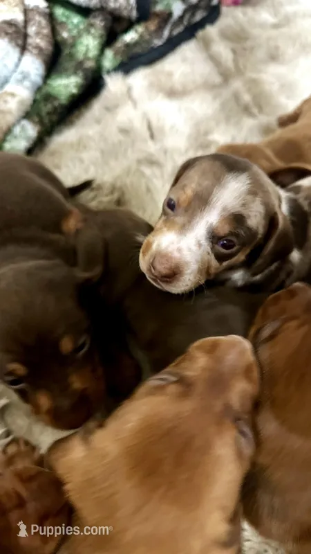 Dapple, a male Miniature Dachshund for sale in Corona, CA – Photo 1 of 3