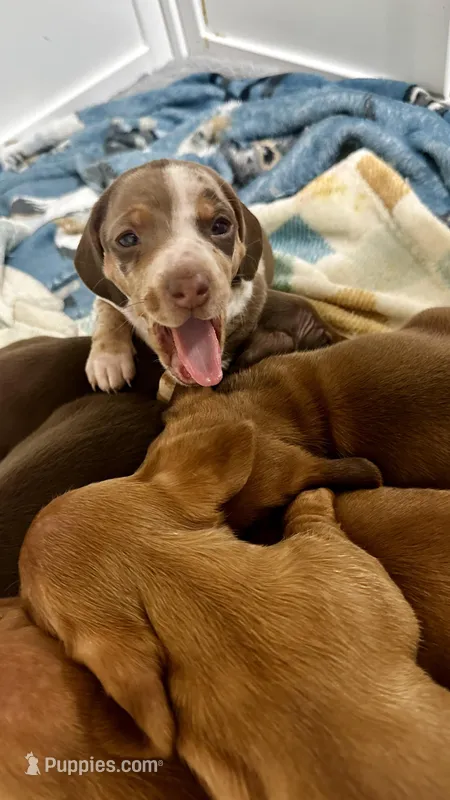 Dapple – Miniature Dachshund puppy for sale in Corona, CA