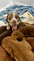 Dapple, a male Miniature Dachshund for sale in Corona, CA – 1 of 3