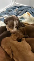 Dapple, a male Miniature Dachshund for sale in Corona, CA – 2 of 3