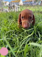 Second red nose , a female Miniature Dachshund for sale in Corona, CA – 3 of 6